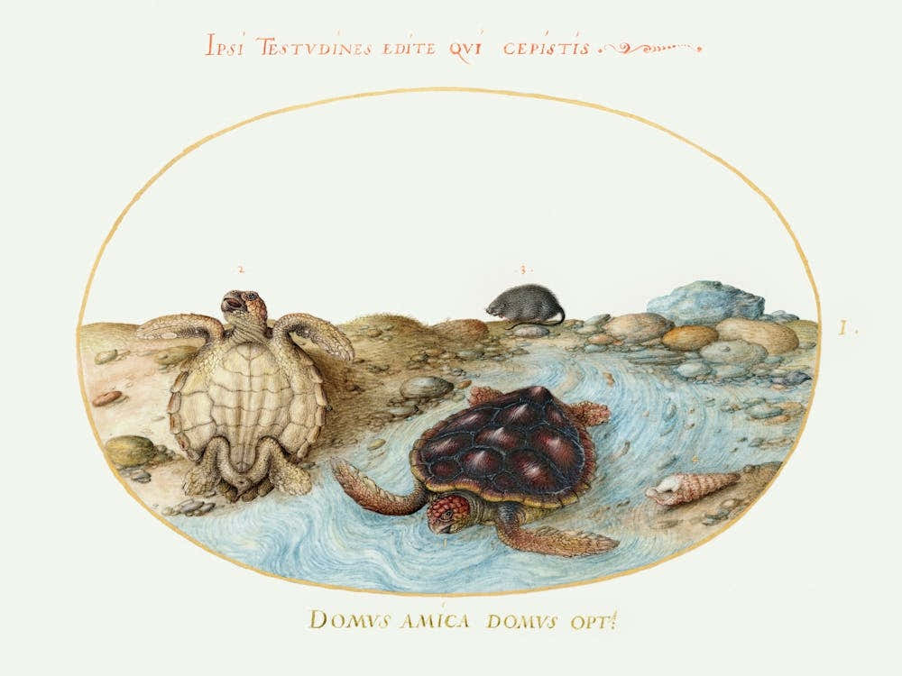 Turtles, Muskrat, And Shells (1575–1580), Joris Hoefnagel