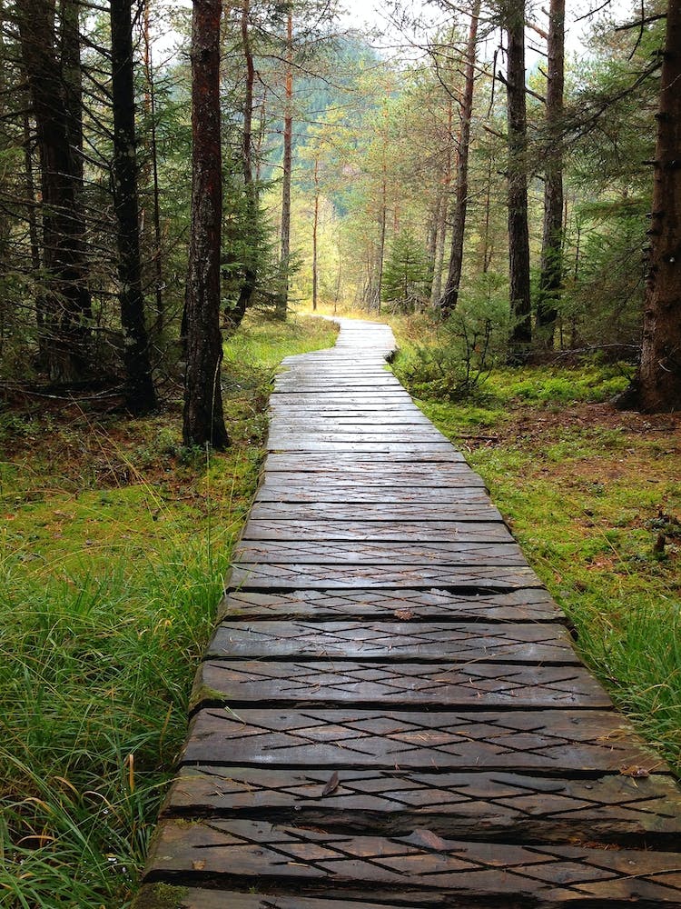 Wooden Path In The Woods