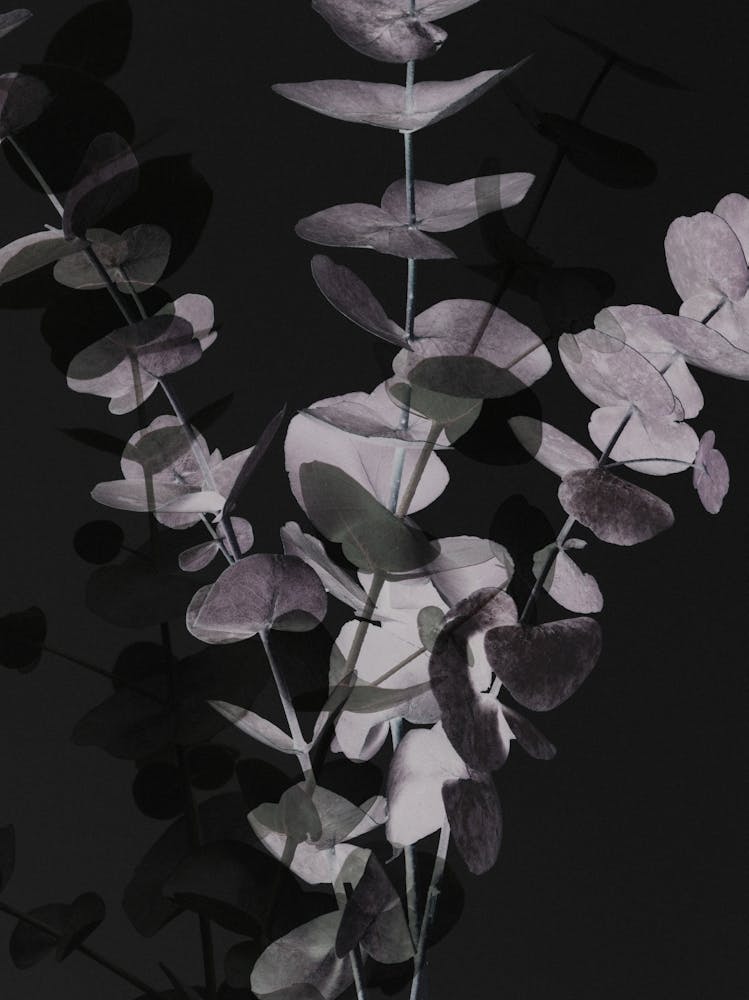 Eucalyptus_2242698