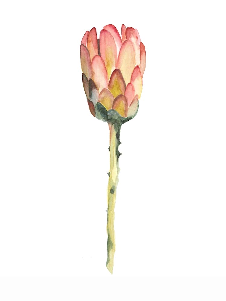 Botanical Illustration   King Protea