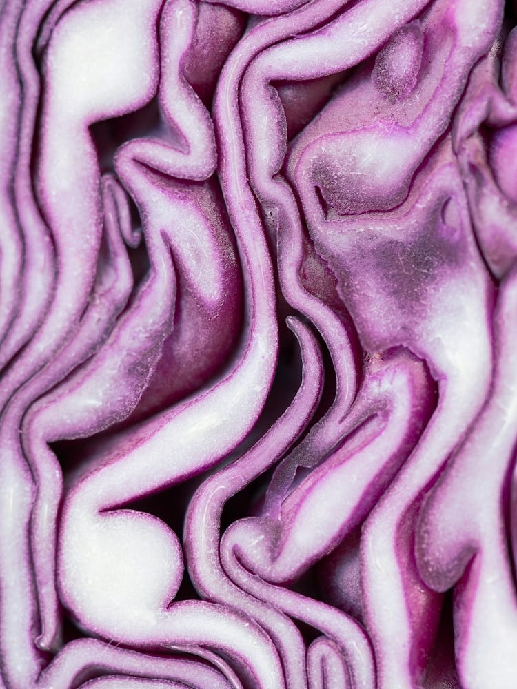 Abstract red cabbage pattern - Purple and white pattern - Food photography and macro photography by Christa Stroo Photography