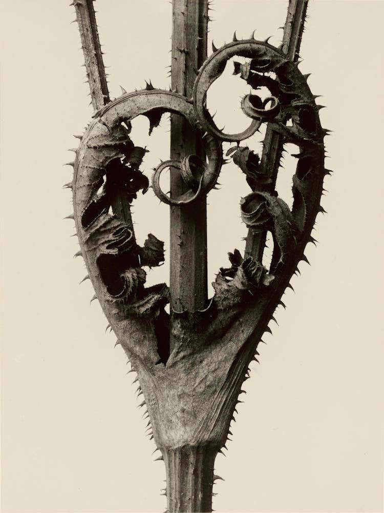 Dipsacus Laciniatus, Karl Blossfeldt