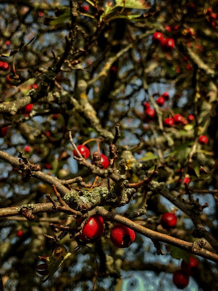 Red Berries On A Tree 1