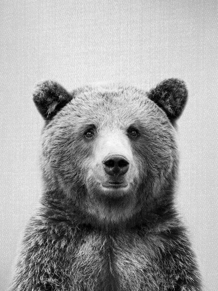 Grizzly Bear - Black & White