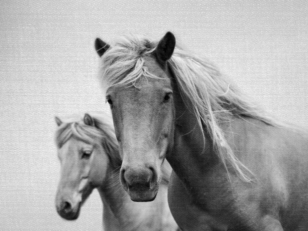 Horses - Black & White 1