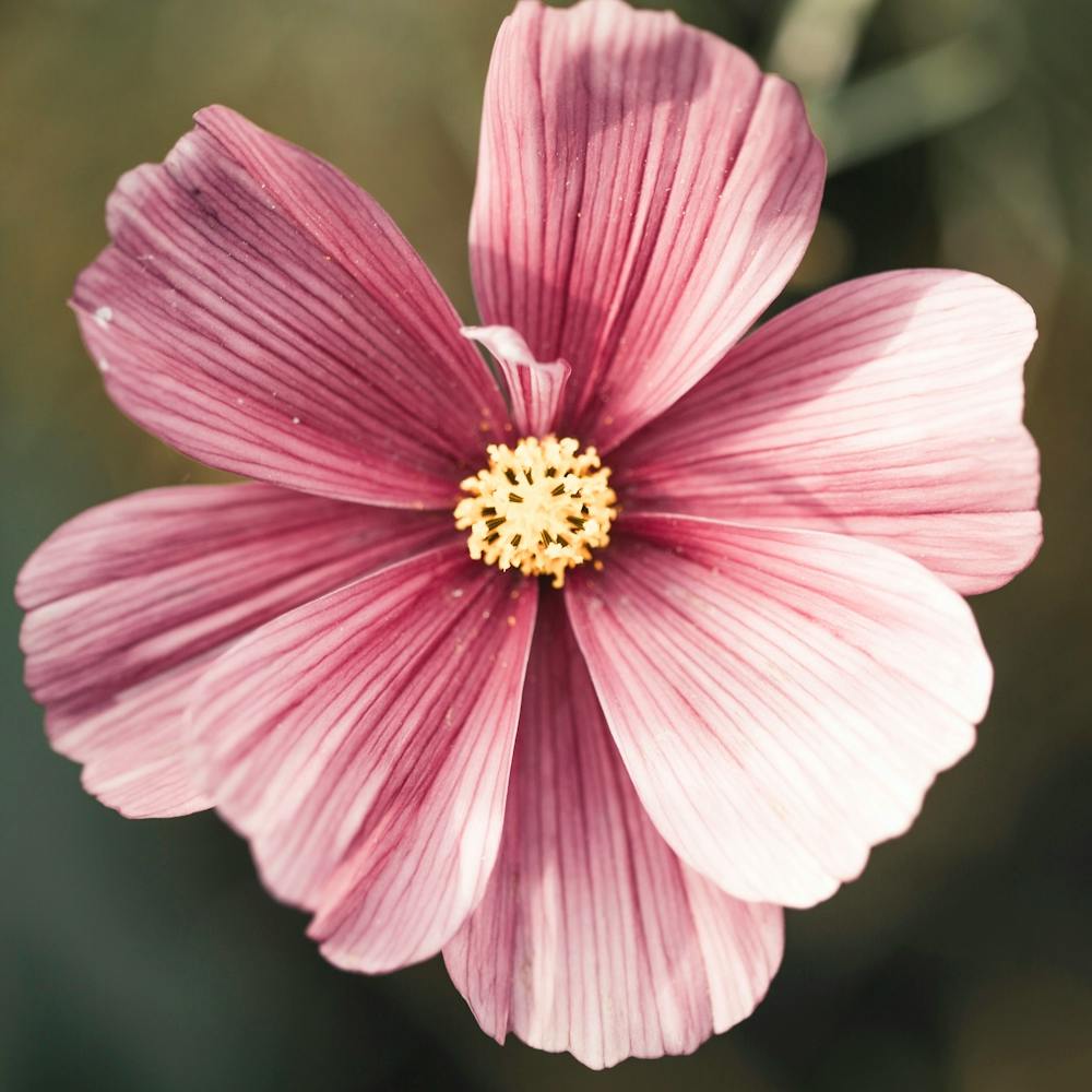 Cosmos Flower