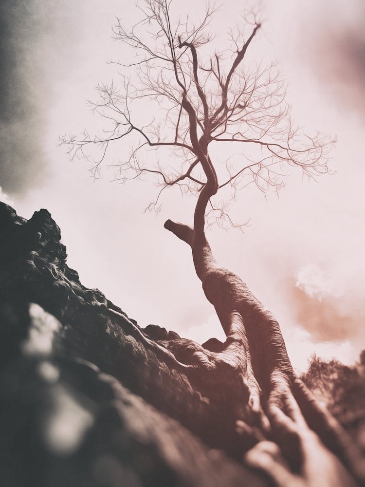 Bayon Tree On Temple At Angkor Cambodia