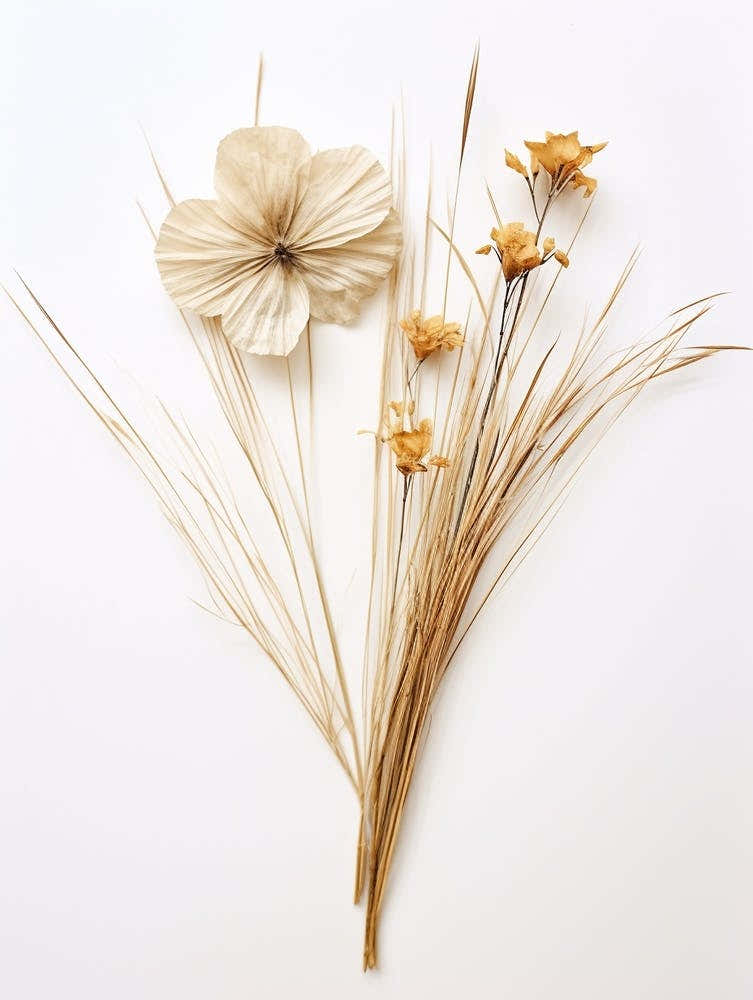 Pressed Flower Botanical Art Flax Flower 2