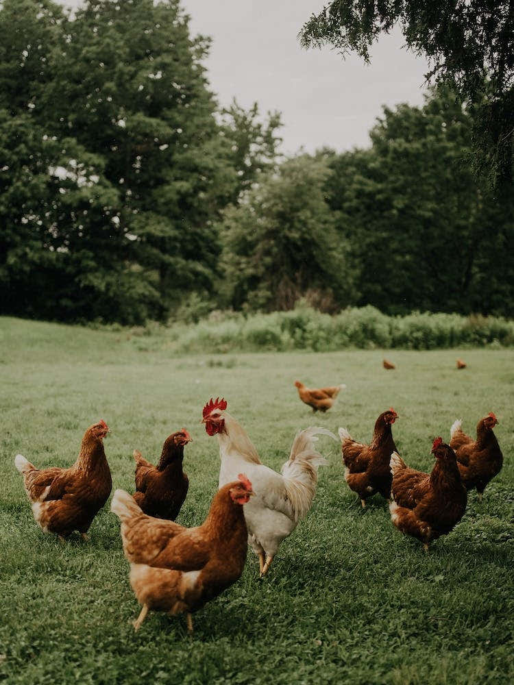 Chickens On The Farm
