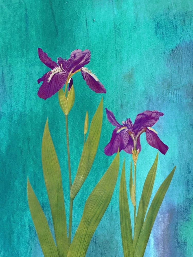 Purple Iris 1