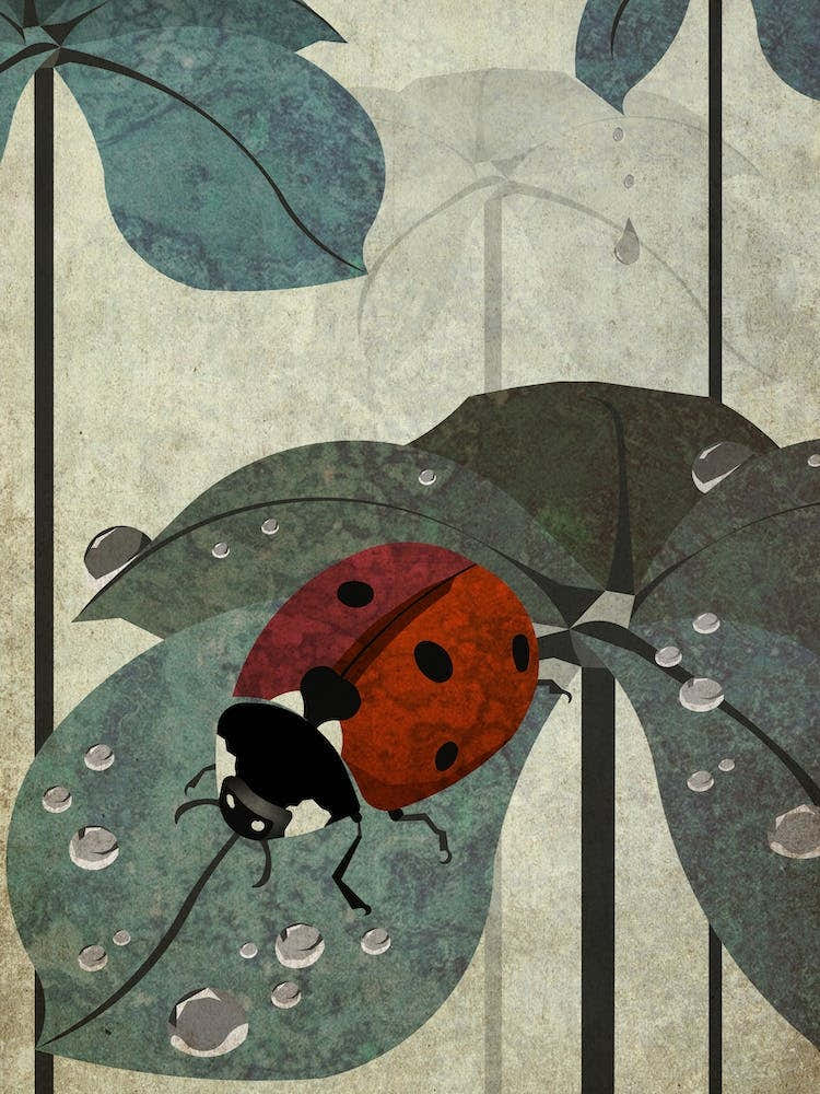 Illu Ladybug