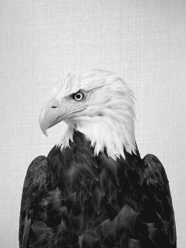 Eagle - Black & White