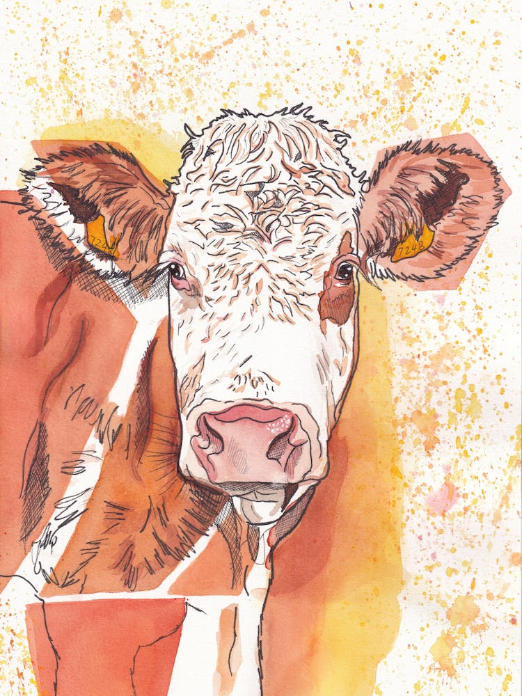 Cow - Watercolour