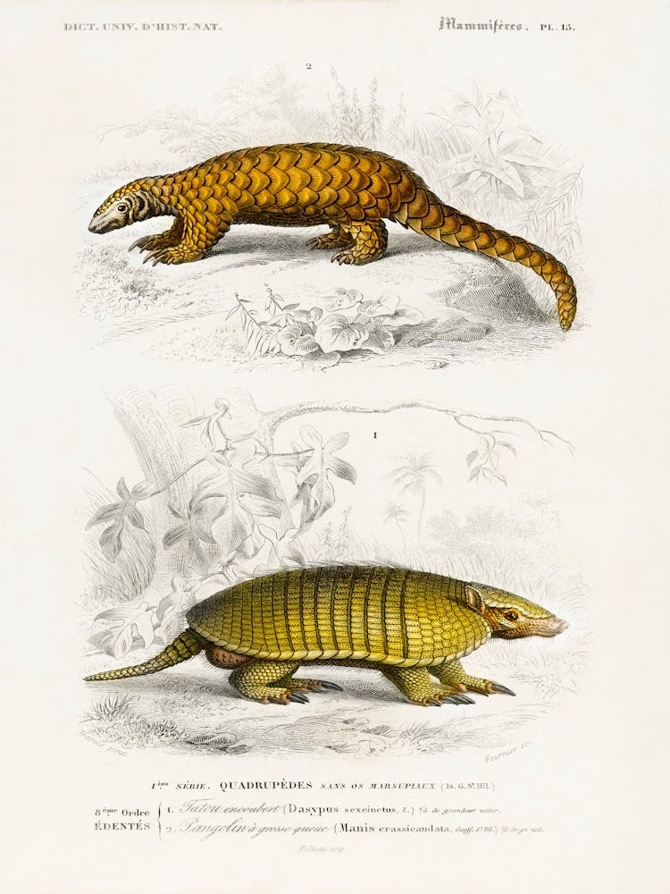 Yellow Armadillo (Euphractus Sexcinctus) And Indian Pangolin (Manis Crassicaudata), Charles Dessalines D' Orbigny