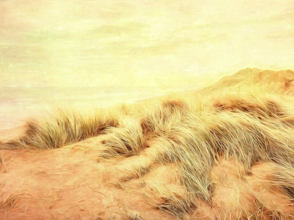 Sand Dune Landscape