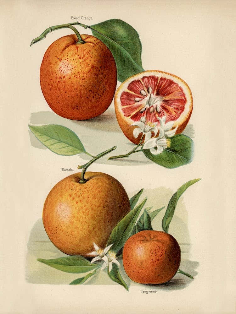 Vintage Illustration Of Orange, John Wright