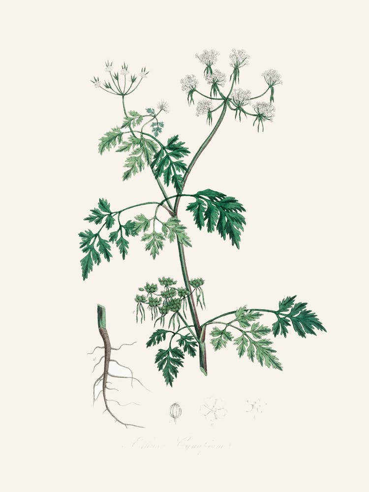 Vintage Botanical John Stephenson and James Morss Churchill_2731688