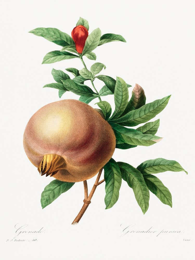 Grenade (Pomegranate), Pierre Joseph Redouté