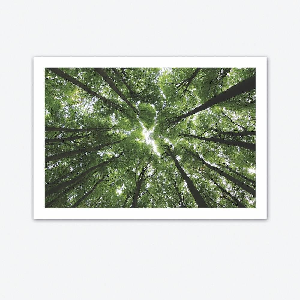 Beechwood