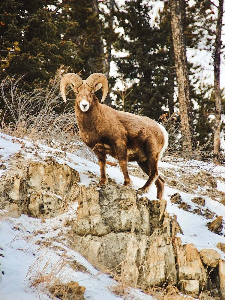Bighorn Sheep In Winter
