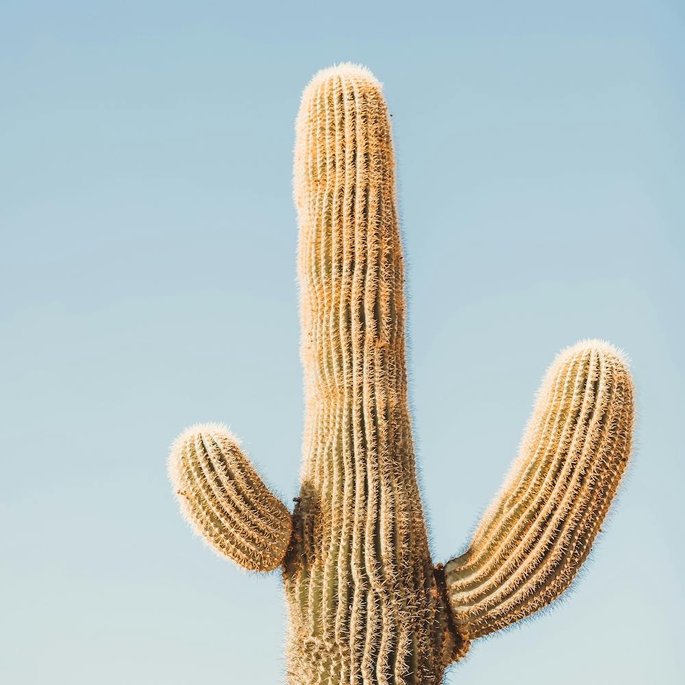 Cactus And Sky Square