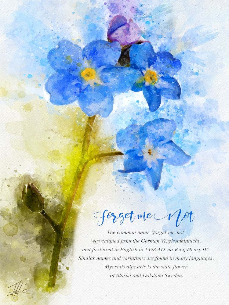 Forget Me Not