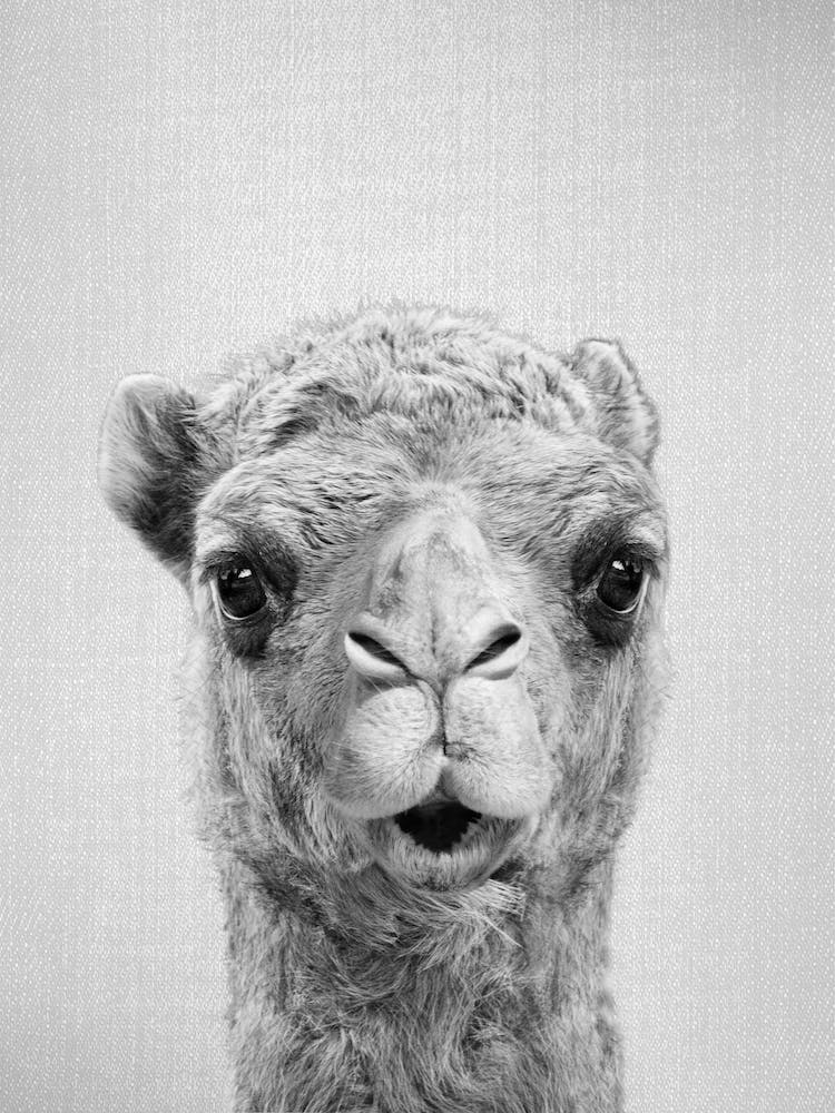 Camel - Black & White