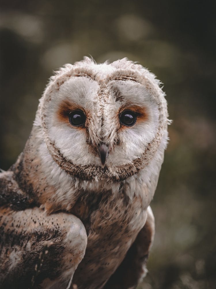 Rustic Barn Owl