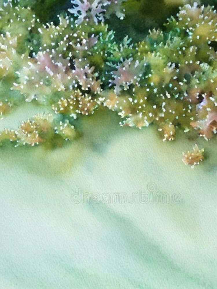 Acropora Tenella Iii Storybook Watercolour
