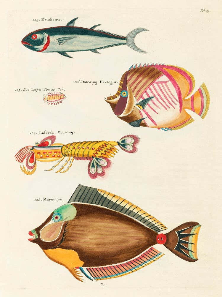 Colourful And Surreal Illustrations Of Fishes And Lobster Found In Moluccas (Indonesia) And The East Indies, Louis Renard(52)