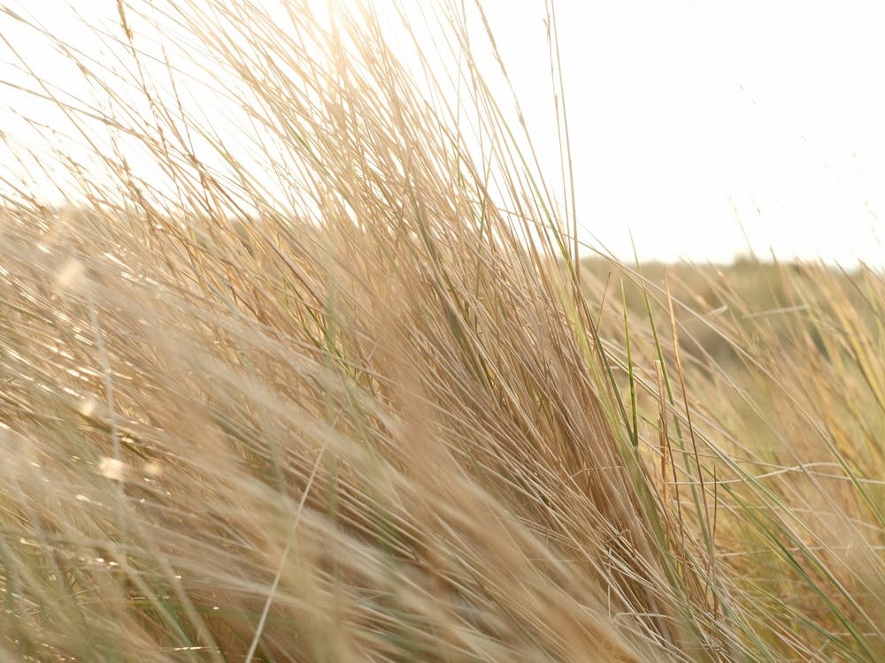 Grass in the Dunes // The Netherlands // Travel Photography