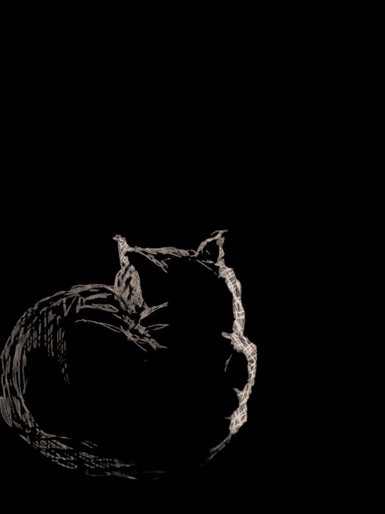 Cat Sleeping