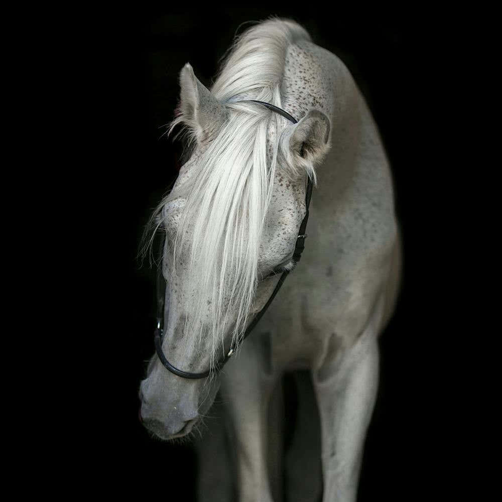White Horse