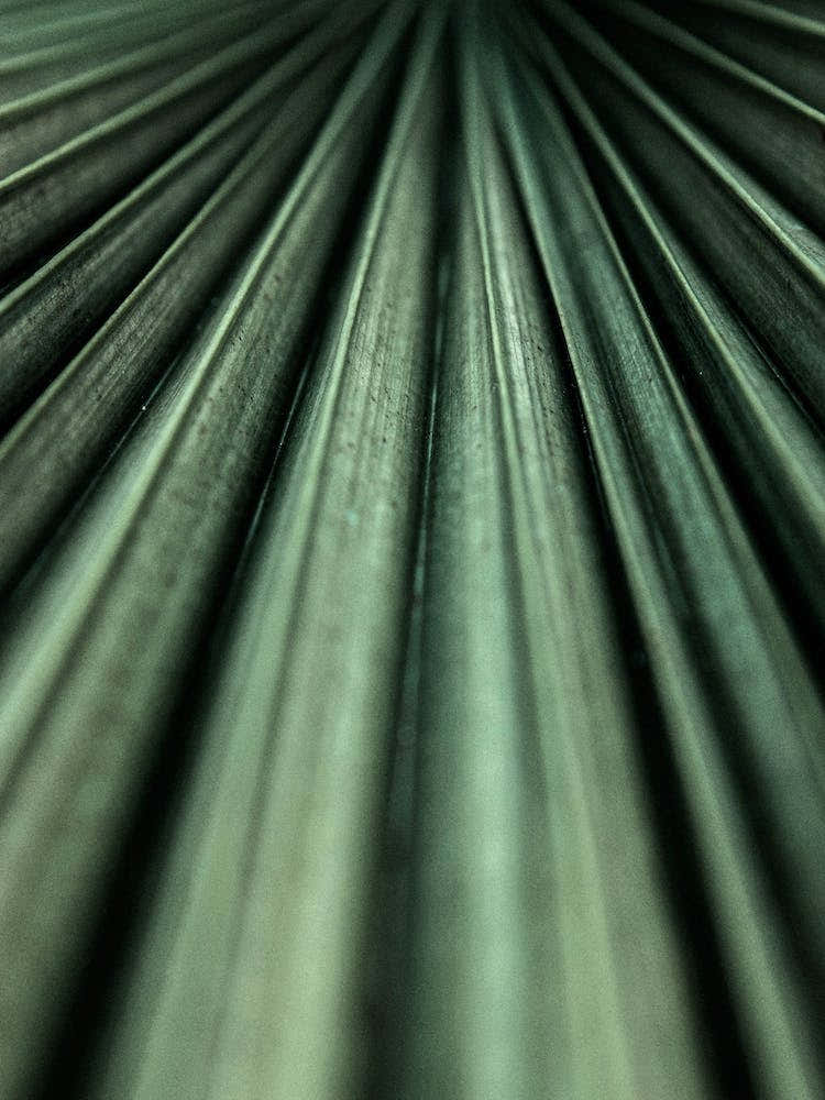 Green Palm Leaf