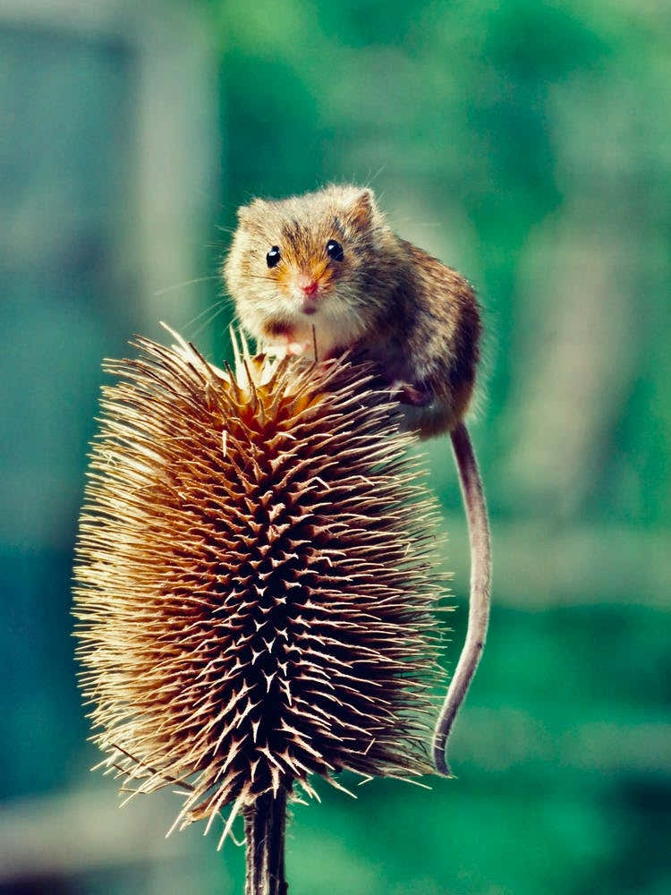 field Mouse On Thistle 2