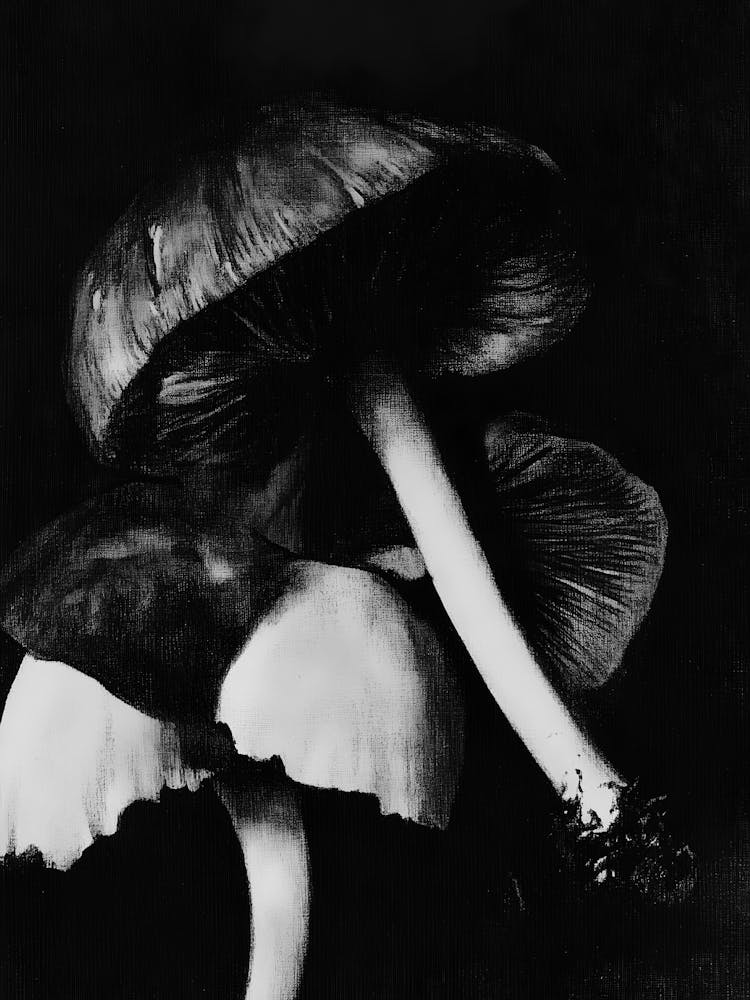 Mushrooms 1