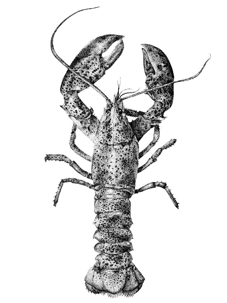 Dotwork Lobster Illustration