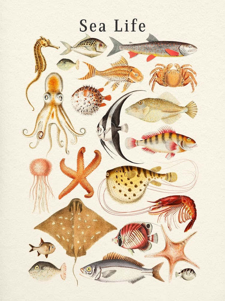 Sea Life Collection