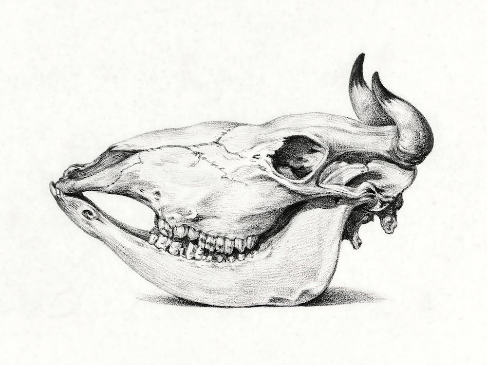 Skull Of Cow, Jean Bernard