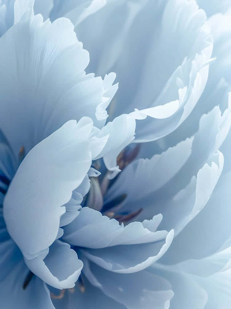 Blue Aesthetic Flower Bloom Photography