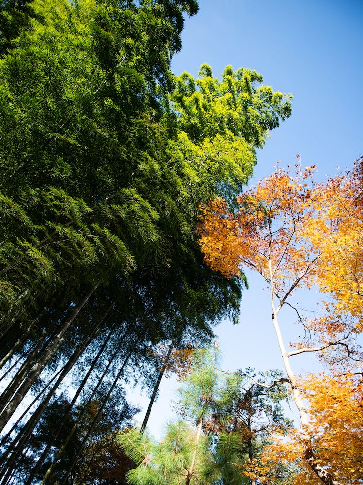 Canopy