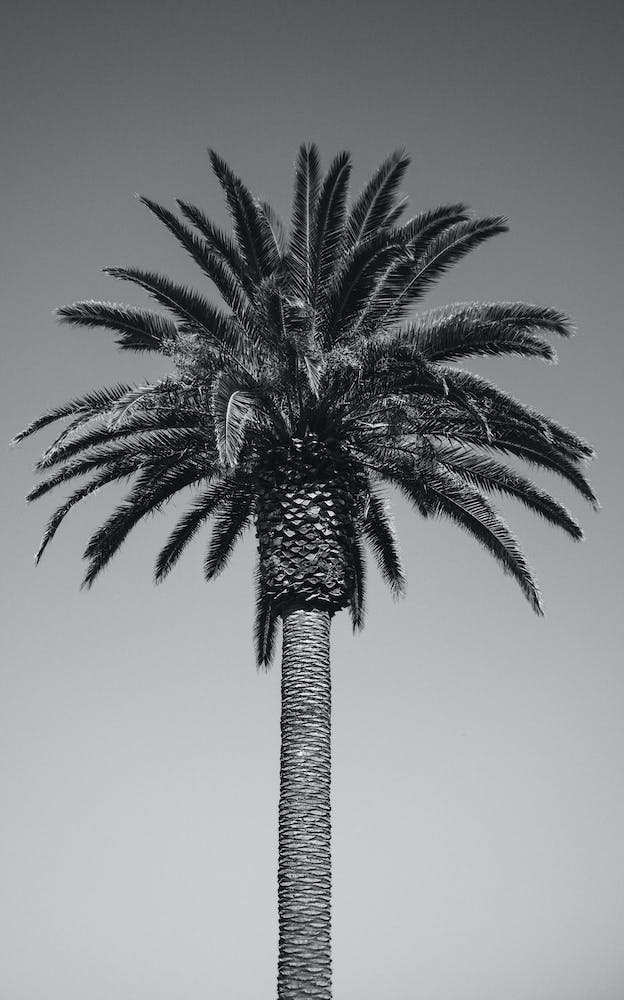 Palm Ii