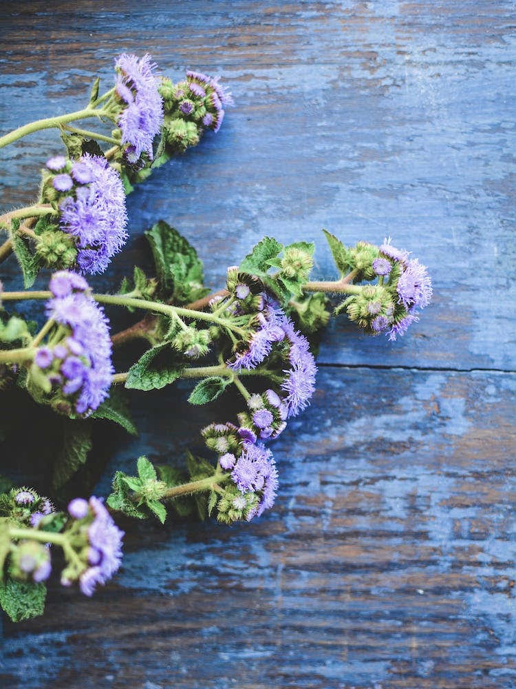 Blue Flowers On A Table