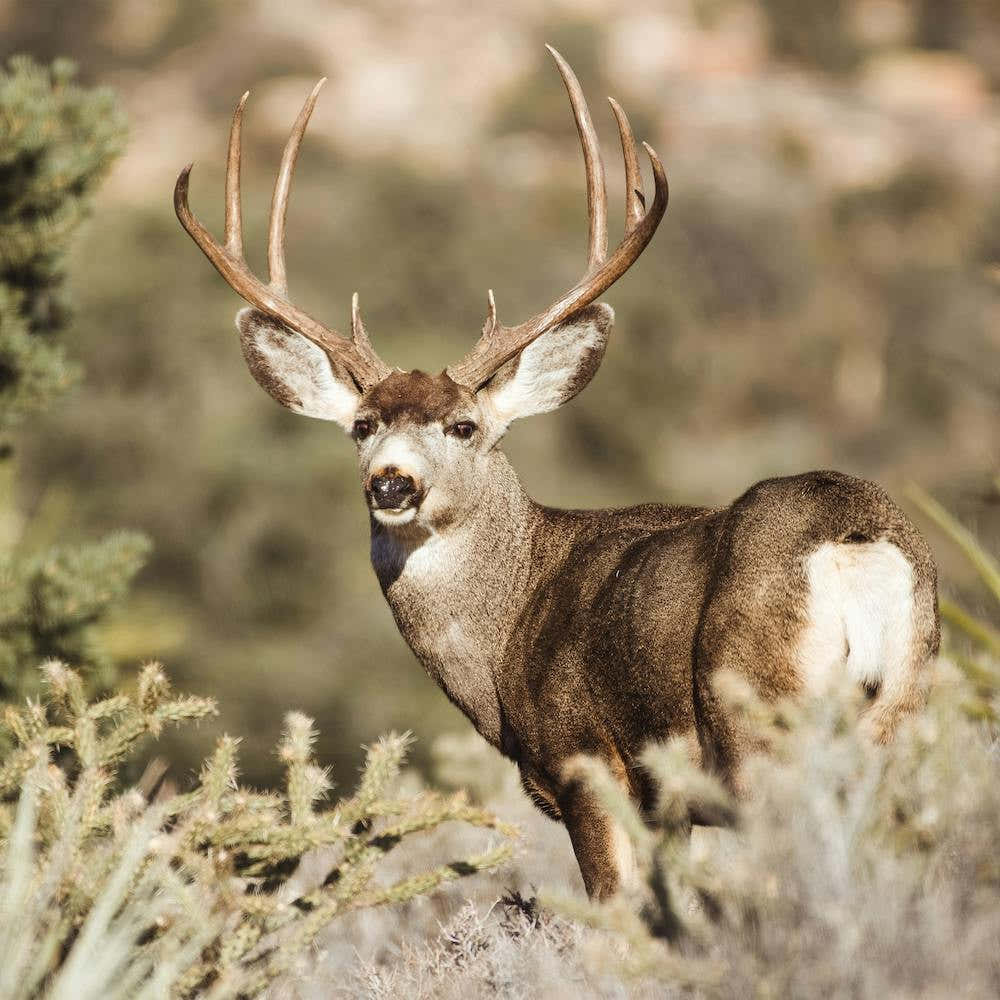 Mule Deer Square