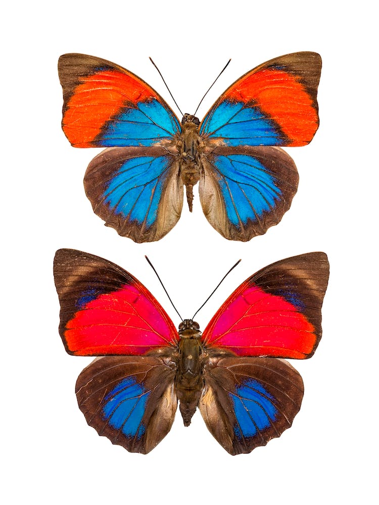 Two Orange And Blue Butterflies