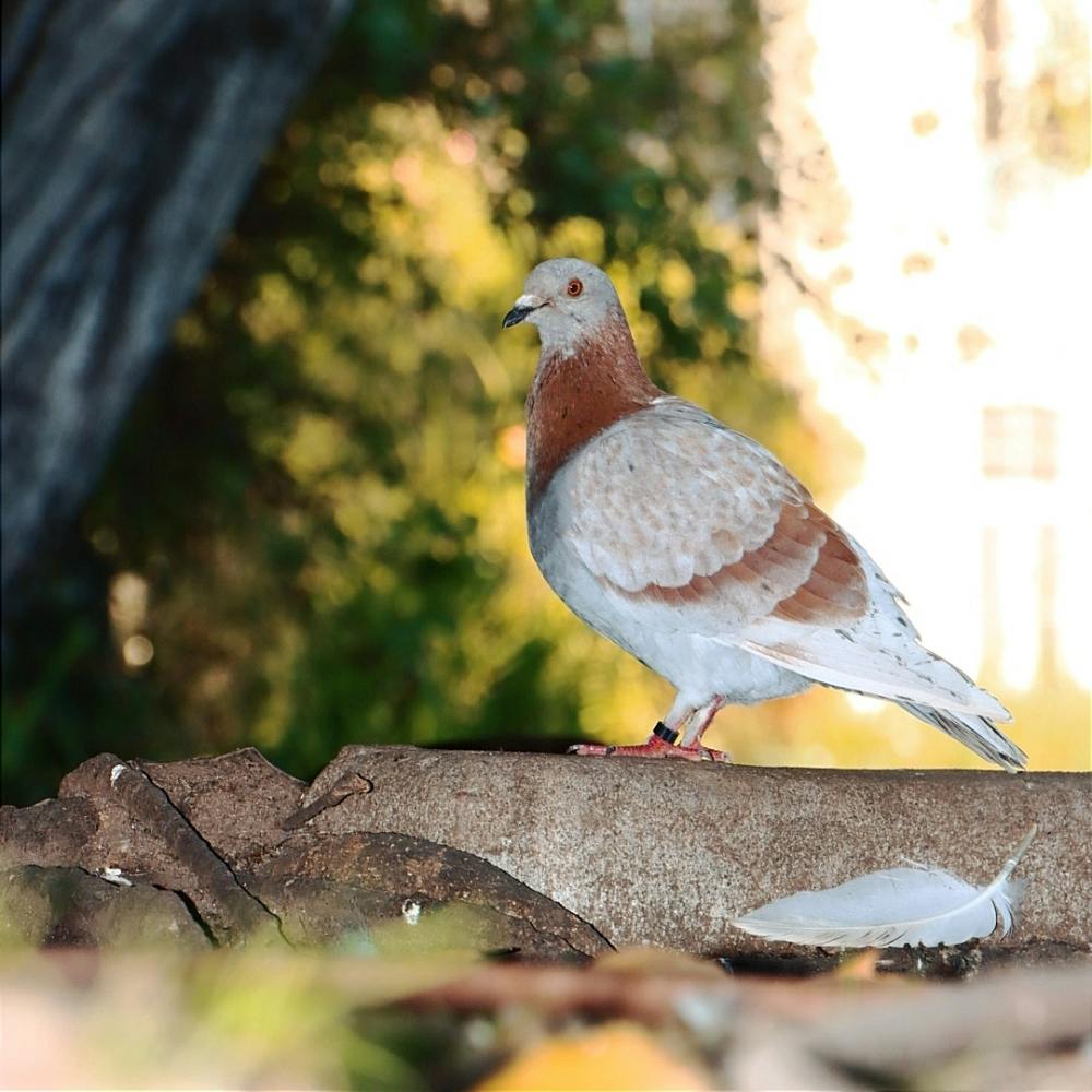 Pigeon at the park