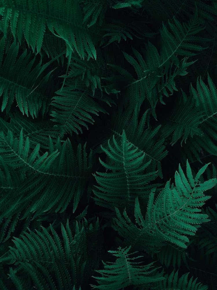 Fern Leaves Background