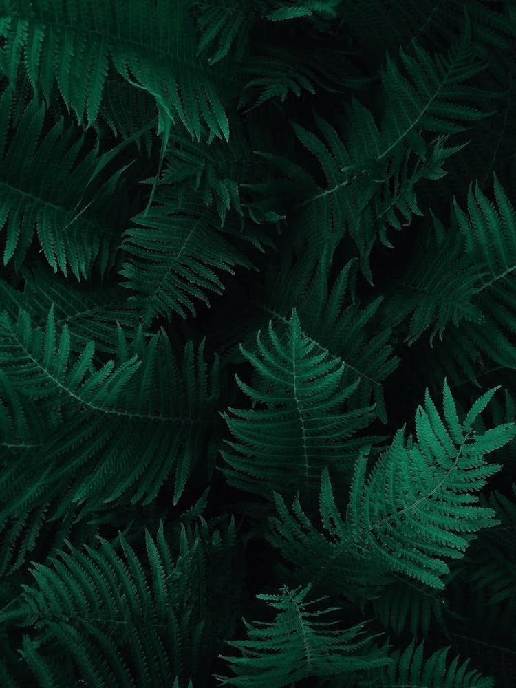 Fern Leaves Background