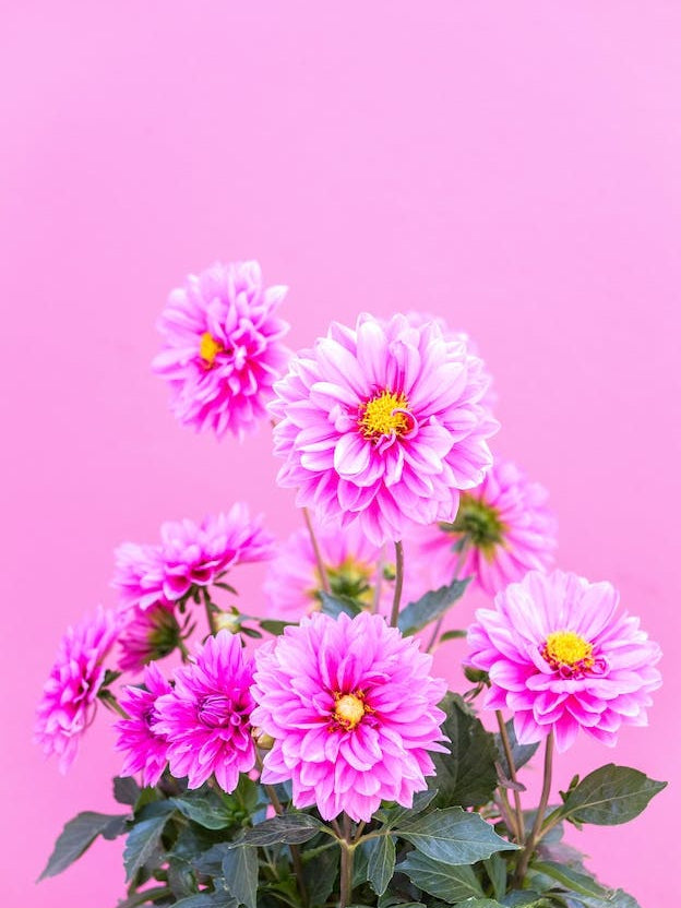 Pink Flowers