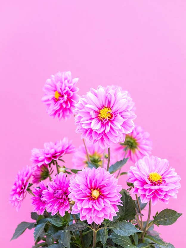 Pink Flowers